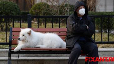 Могут ли кошки и собаки быть переносчиками коронавируса COVID-19?