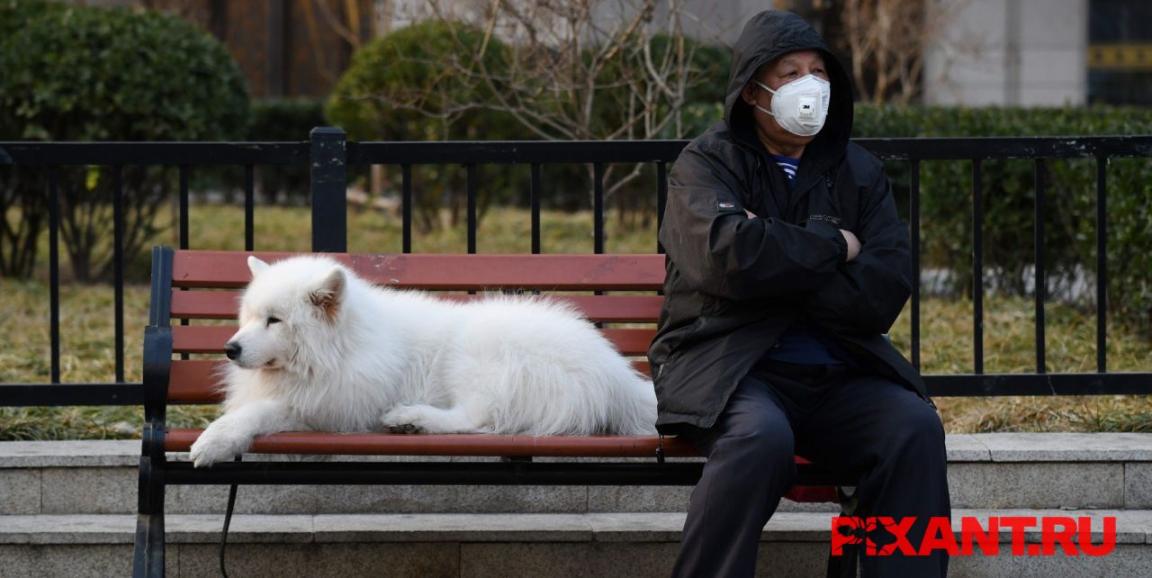 Могут ли кошки и собаки быть переносчиками коронавируса COVID-19?